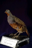 藏品(竹雞)的圖片